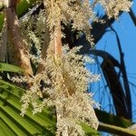 Washingtonia filifera Flower