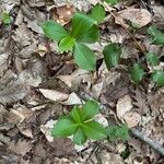 Daphne pontica Hoja