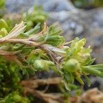 Cherleria sedoides Fruit