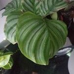 Goeppertia orbifoliaFuelha