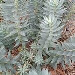 Euphorbia rigida 整株植物