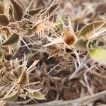 Barleria delamerei Fruit