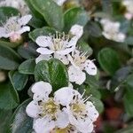 Cotoneaster dammeri Flor