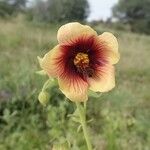 Abutilon hirtum Flor