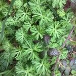 Geranium carolinianum Blatt