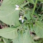 Solanum americanumVirág