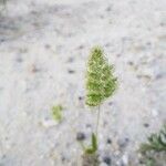 Trisetum paniceum 花