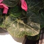 Cyclamen persicumLeaf