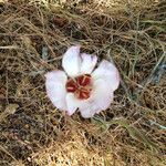 Calochortus venustus ᱵᱟᱦᱟ