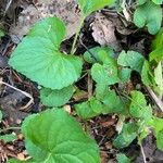 Viola pubescens Folha