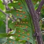 Polypodium vulgare Ліст