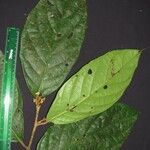 Discophora guianensis Leaf