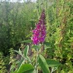 Buddleja davidiiBlüte