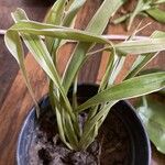 Chlorophytum capense Leaf