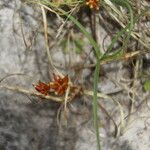 Carex pumila Fruto