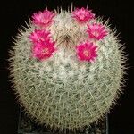 Mammillaria mammillaris Vekstform