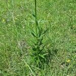 Lilium carniolicum Bloem