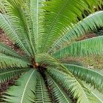 Dioon spinulosum List