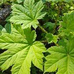 Oplopanax horridus Hoja