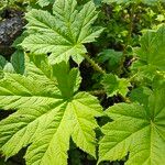 Oplopanax horridus Leaf