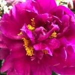 Paeonia × suffruticosa Квітка