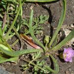 Lewisia pygmaea Habit