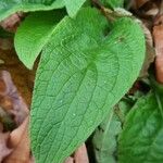 Symphytum tuberosum Blad