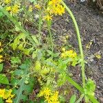 Senecio ampullaceus Habit