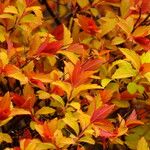Spiraea cantoniensis Blatt