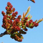 Rhus coriaria Flor