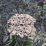 Eriogonum arborescens Flor