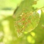 Dombeya ciliata Folla