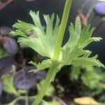 Anemone sylvestris পাতা