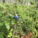 Vaccinium myrtilloides Fruit