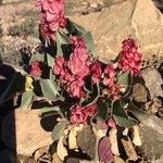 Rumex vesicarius Λουλούδι