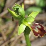 Ophrys lupercalis Mosusu