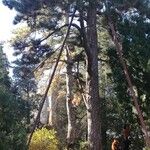 Pinus tabuliformis Hàbitat