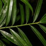 Podocarpus guatemalensis List
