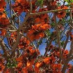 Erythrina caffra Kwiat