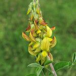 Crotalaria pallida Fiore