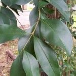 Ligustrum lucidum Leaf