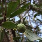 Elaeodendron transvaalense Fruto