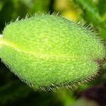 Papaver orientale Blüte