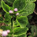 Ageratum conyzoides Folha