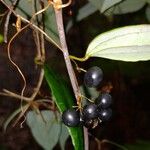 Smilax glyciphylla