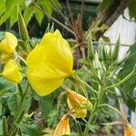 Oenothera × fallax Blomma