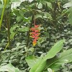 Heliconia rostrata Цвете