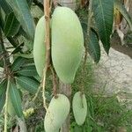 Mangifera indica果