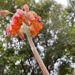 Cotyledon orbiculata Blüte