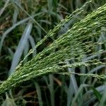 Panicum virgatum Fruit